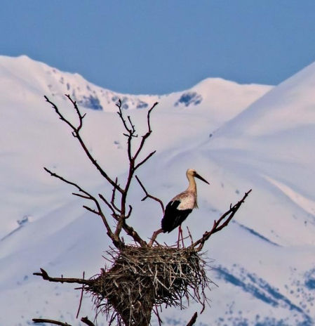 Xavier Riera, divulgador del Institut Català d'Ornitologia: “Cada vez hay más cigüeñas que se quedan todo el año en Catalunya”