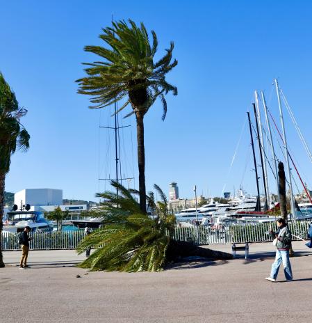 En directo la última hora de la borrasca Oriana | Catalunya registra la primera muerte por el temporal de viento
