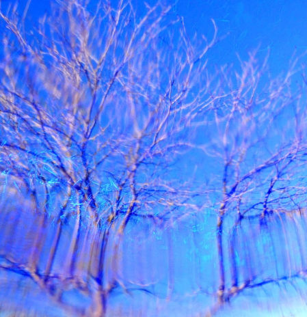 ¿Cómo se adaptan las plantas a los temporales?