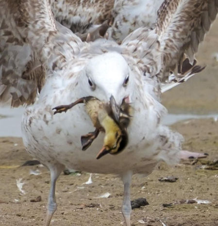 El instinto 'killer' de la gaviota