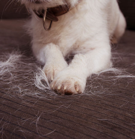 El invento barato y eficaz que todo amante de los animales necesita para mantener su hogar libre de pelos