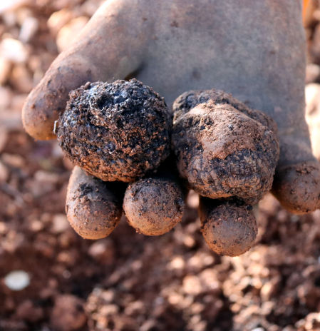 Los productores de trufa prevén una buena cosecha por las lluvias