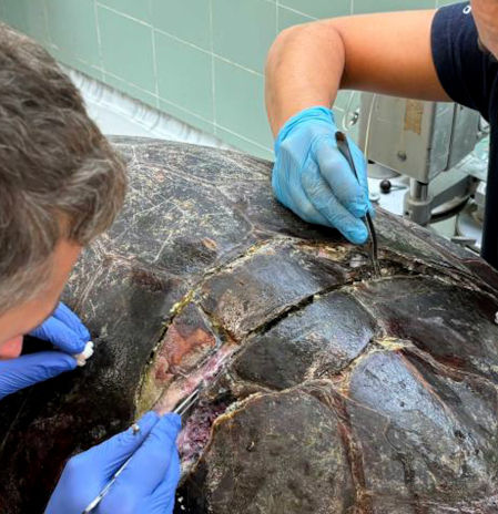 Tortugas con el caparazón 'partío'