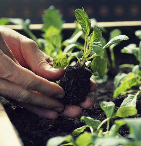 Barcelona analiza el impacto social y ambiental de sus huertos urbanos
