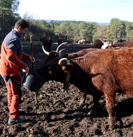 Ganaderos del Solsonès van a la vía penal para evitar matar 30 vacas por un positivo de tuberculosis