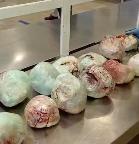 Incautados 15 pangolines muertos dentro de una maleta en Barajas procedentes de Etiopia