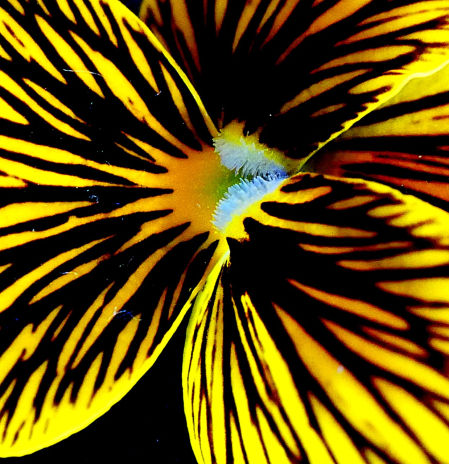 La fascinante flor ojos de tigre