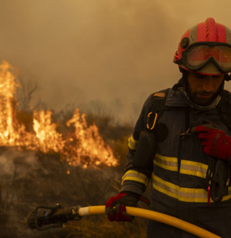 Plagas e incendios amenazan con duplicar la tasa anual de bosques destruidos en Europa