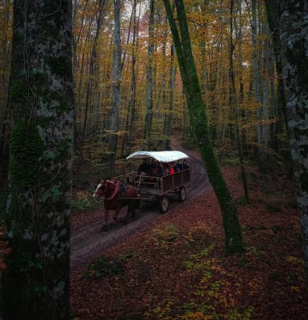 El carruaje de la Fageda d'en Jordà.