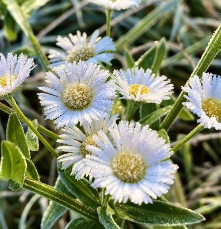 Helada en Campdevànol.