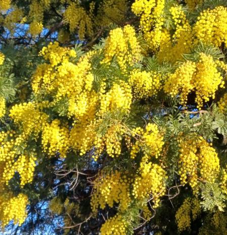Mimosas florecidas en diciembre en Matadepera.