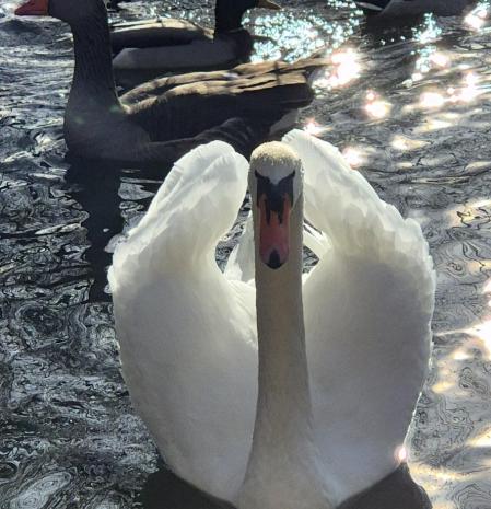 El cine, el 'patito feo' del lago de Puigcerdà.