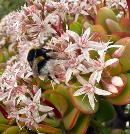 Polinización de invierno en el Jardi Botànic Marimurtra de Blanes.