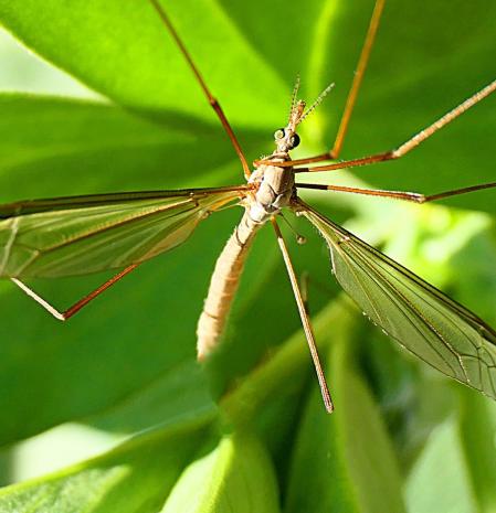 Típula, en las hojas de habas del huerto del monasterio de Pedralbes.