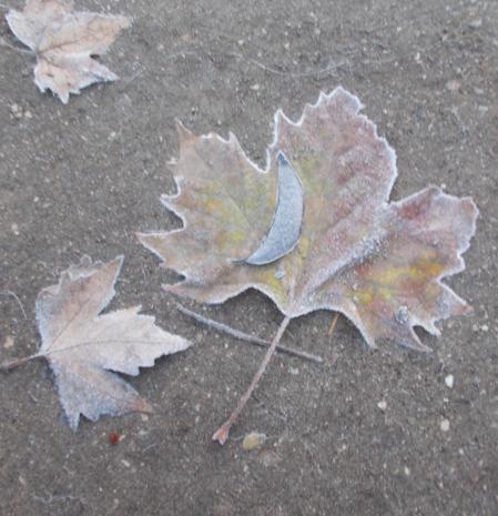 Hoja escarchada en el Palacio de Oriente.