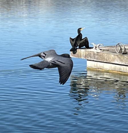 Cormorán secando sus alas ajeno al vuelo de la paloma, en el Estany de Banyoles.