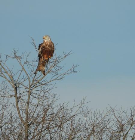 Milano real retratado a las afueras del pueblo de Altet.