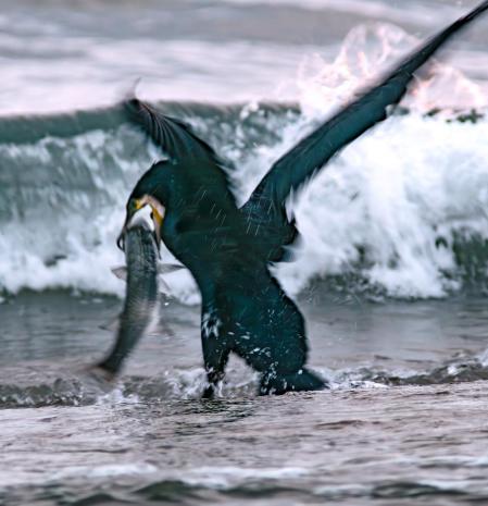 Cormorán engullendo un gran pez en la Gola del Ter.