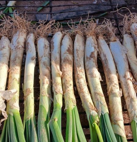 Calçots de Gavà.