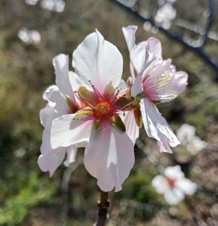 Los almendros floridos de Terrassa.