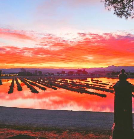 Rojo amanecer en el Parc de l'Agulla.