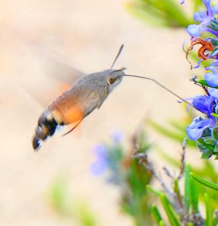 La esfinge colibrí en las flores de romero.