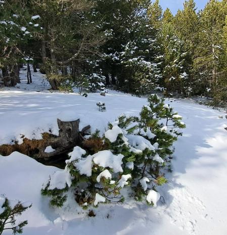 Collet de les Barraques.