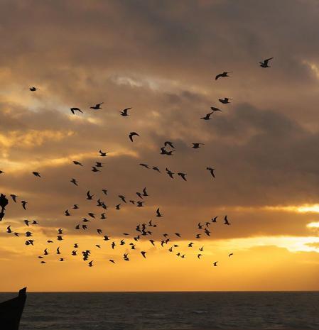 Bandada de aves sobrevolando La Libertad en Rota.