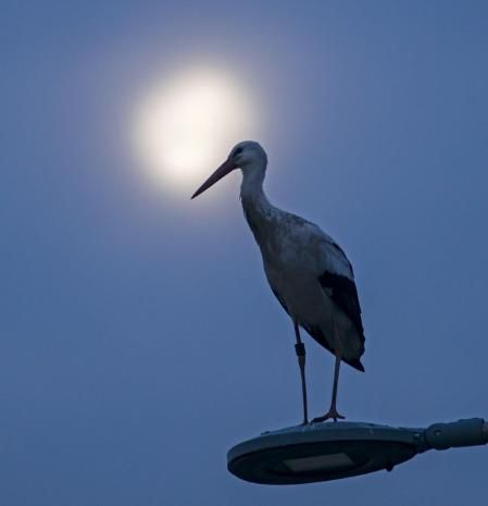 La luna y la cigüeña de Olost.