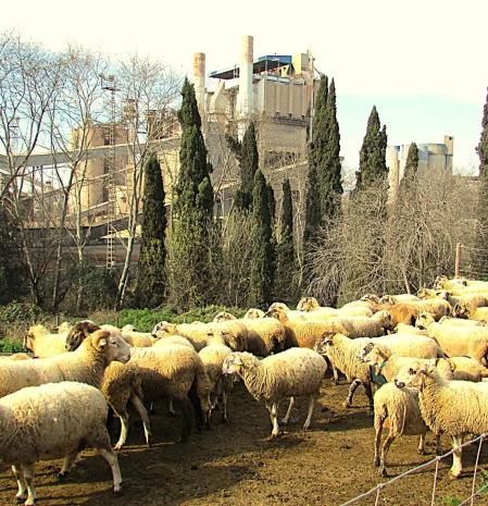 Buena vecindad entre ganadería e industria en Santa Margarida.