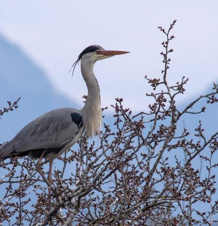 El plumaje nupcial de la garza.