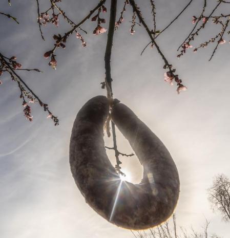La 'botifarra d'ou' colgada de un árbol en Manlleu en el Dijous Gras.