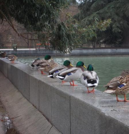 Patos bajo la lluvia en El Retiro.