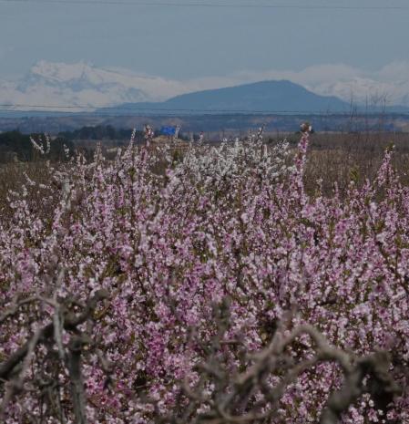 Contraste de colores desde Aitona, con los melocotoneros en flor y el Pirineo nevado de fondo.