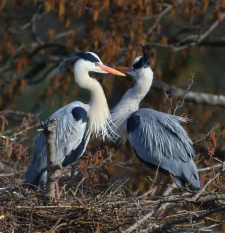 Pareja de garzas en Les Masies de Voltregà.