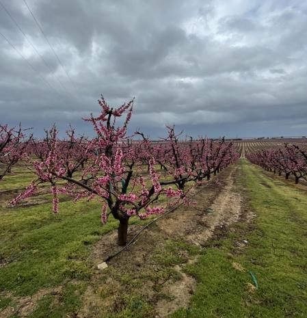 Melocotoneros en flor en un campo de Aitona.