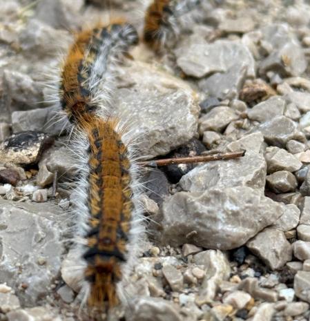 La larga cola de la procesionaria en Collserola.