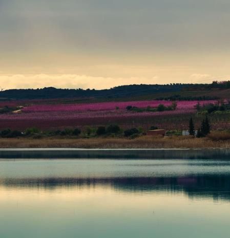 Campos en flor de Aitona.