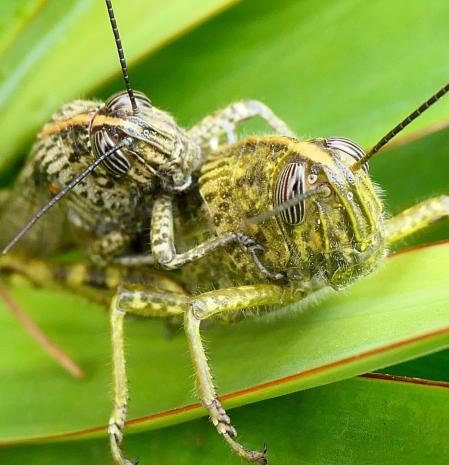 El apareamiento de las langostas egipcias.