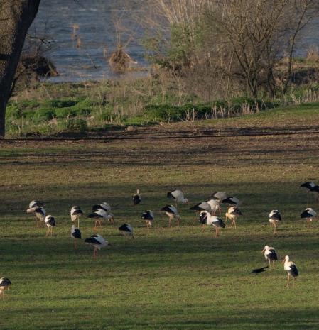 Cigüeñas en el Ter, en Les Masies de Voltregà.