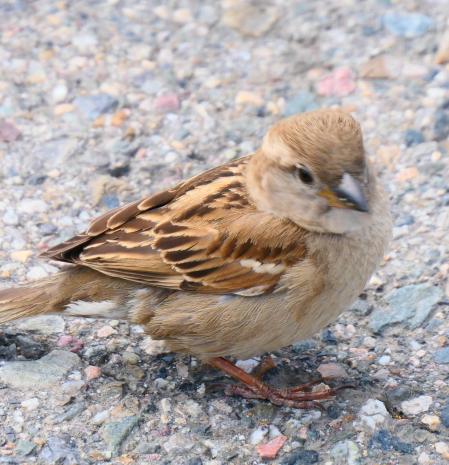 La mirada del gorrión, en este caso, hembra, en Vilobí d'Onyar.