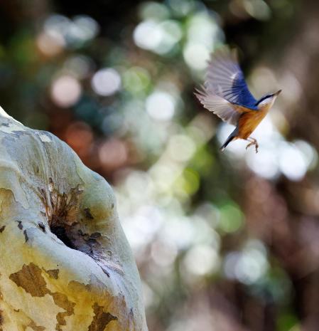 Ejemplar de Sitta Europaea (trepador azul) utilizando la oquedad del tronco de un plátano para hacer su nido.