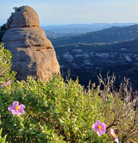 La primavera luce en Sant Llorenç del Munt.