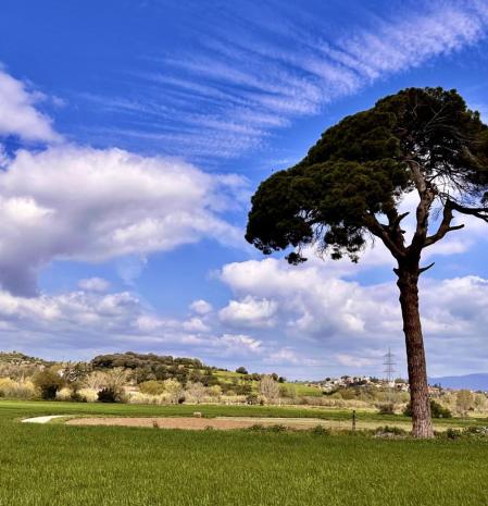 El Pi Gros de La Roca del Vallès.