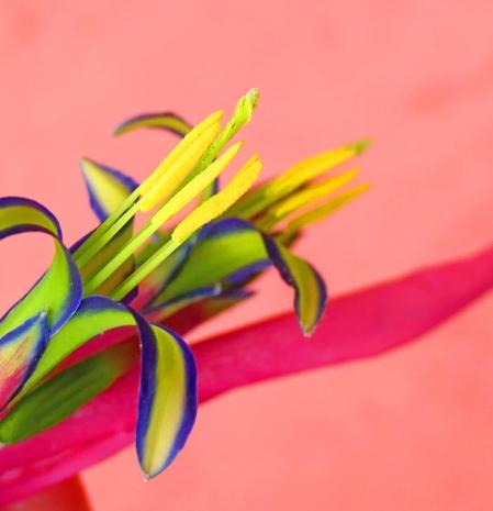 Las lágrimas de reina.