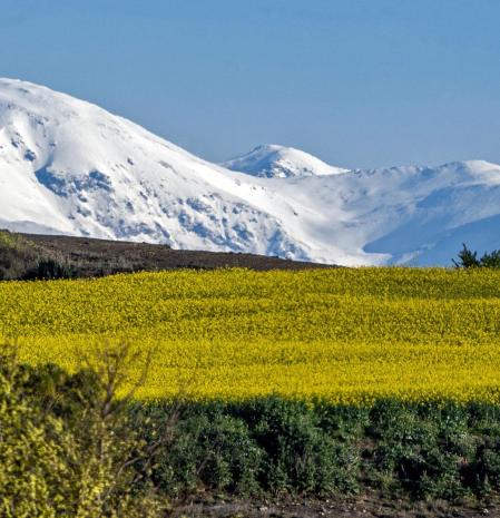 Nieve y colza, combinación de la primavera, en Granollers de La Plana.