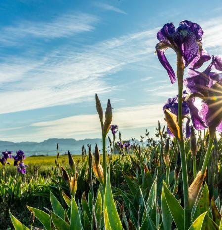 La sublime primavera, en Osona.
