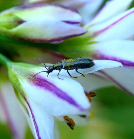 Bicho moro, en el jardín de la Fraternitat de Santa Clara de Vilobí d'Onyar.