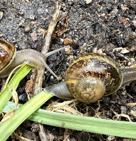 Carrera de caracoles en Palafrugell.