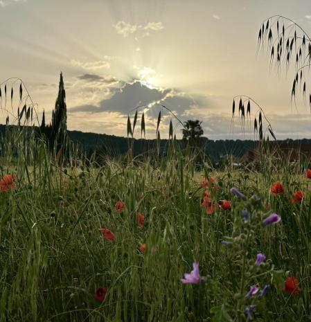 En bicicleta por el Empordanet.